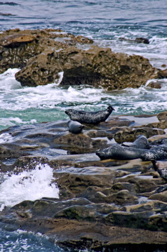 seals