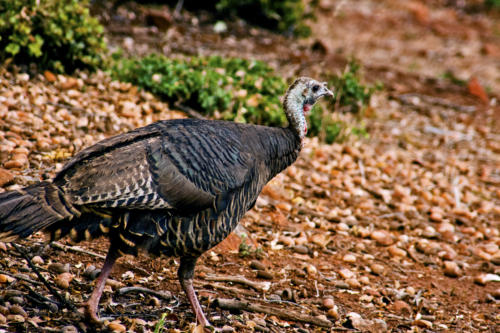 turkey